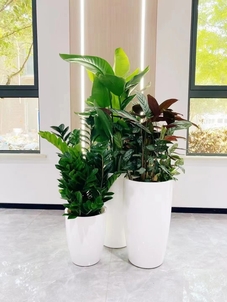 宁波北仑盆景租摆价格大揭秘，速看！